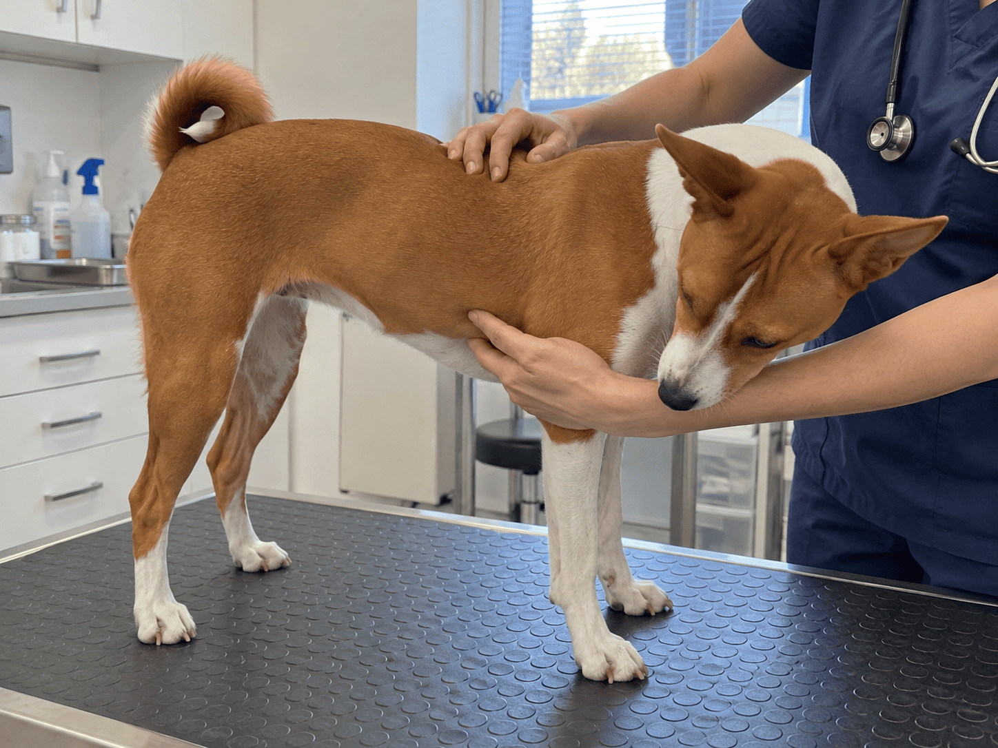 Veterinár pokojne vyšetruje krátkosrstého basenjiho v svetlej klinike